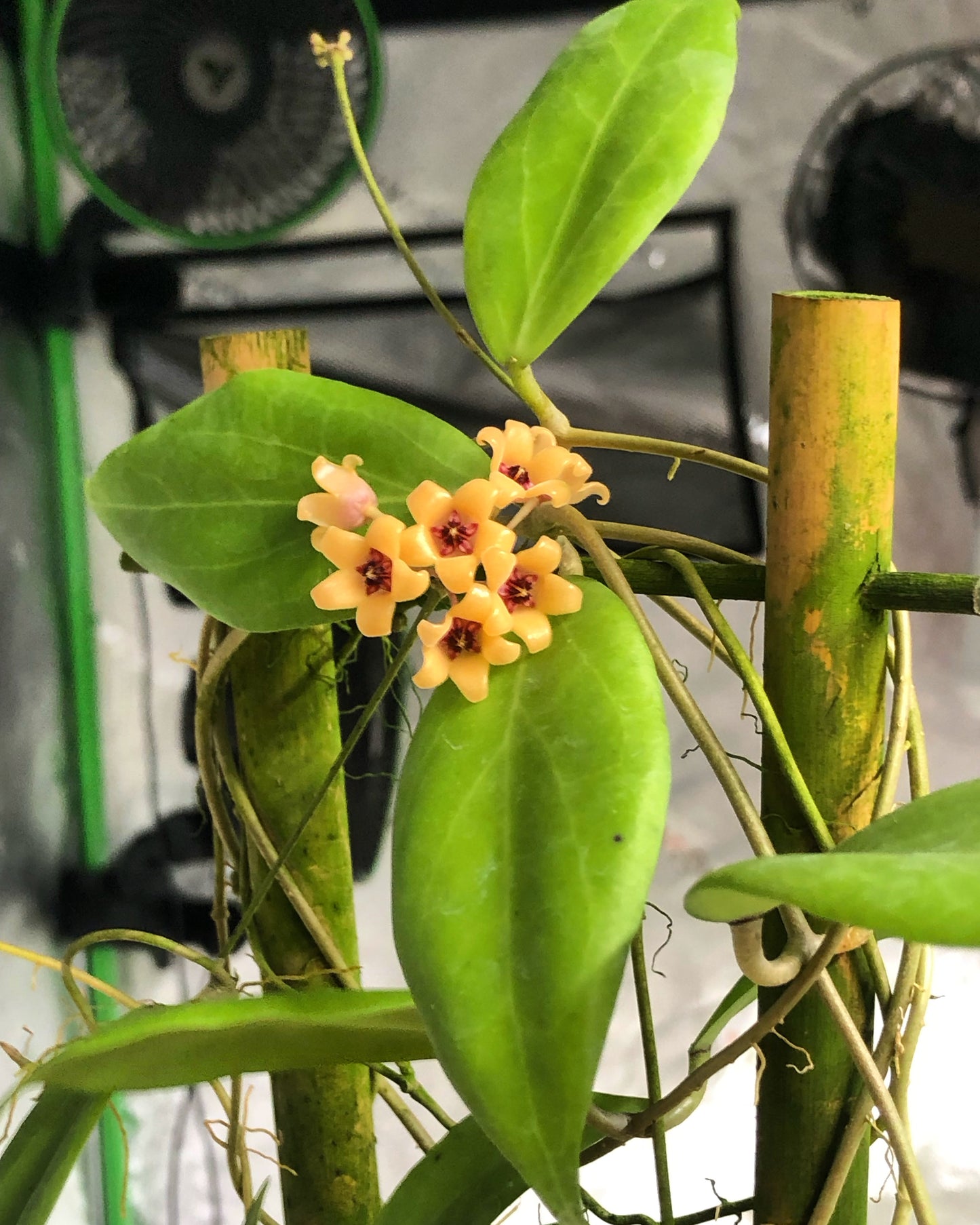 Hoya cutis-porcelana (Trellis)