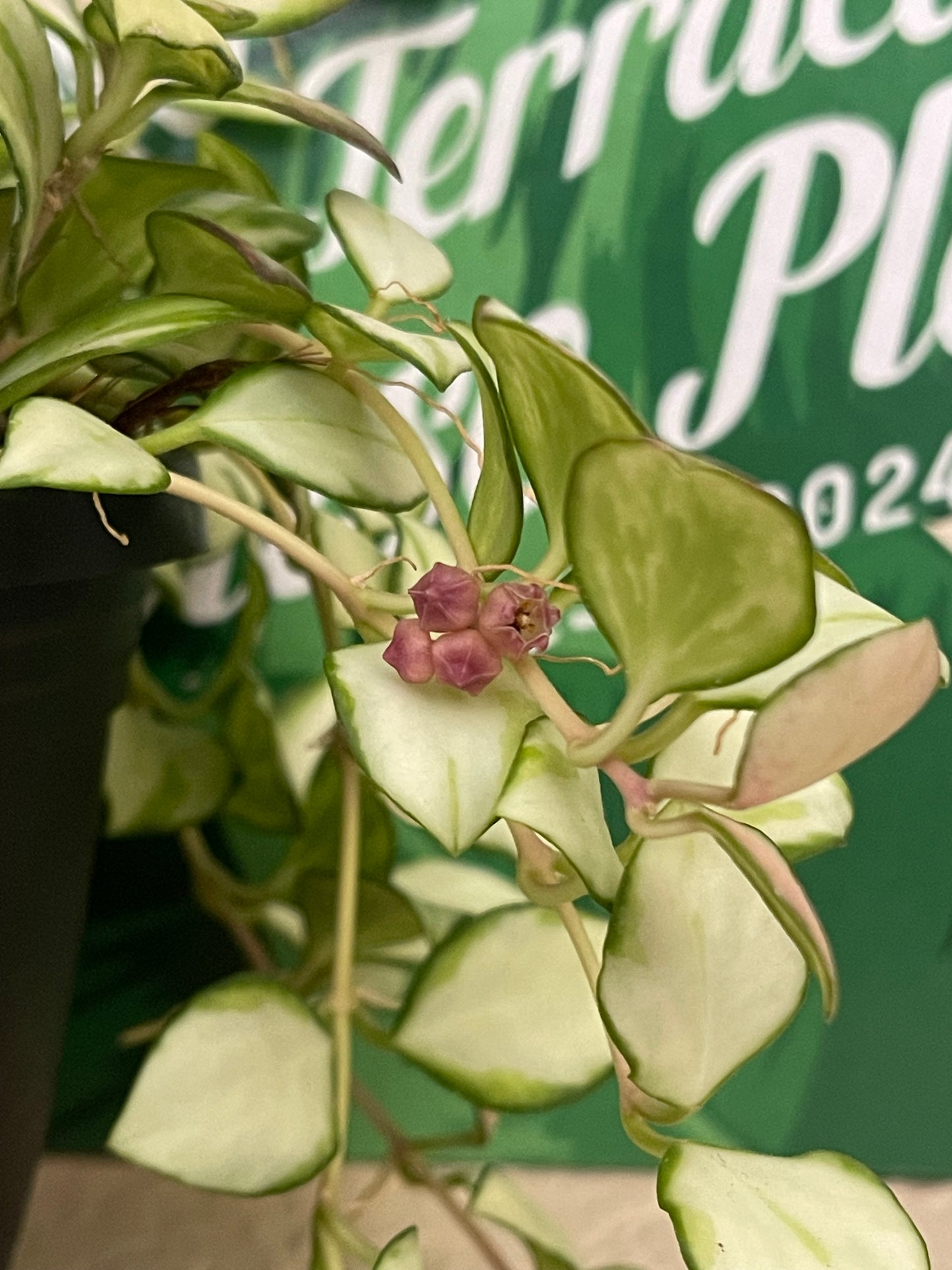 Hoya Heuschkeliana Variegated