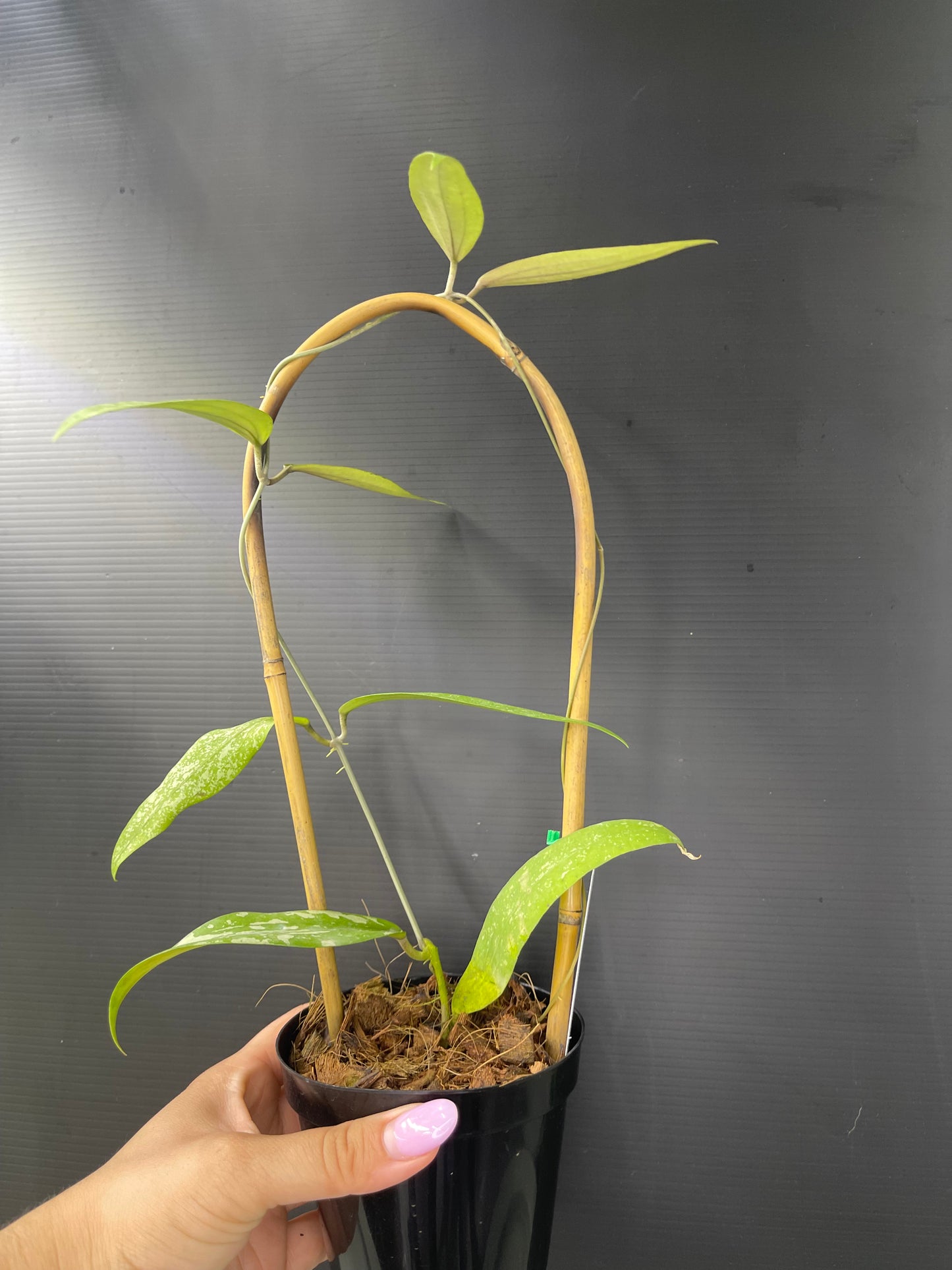 Hoya sp. rindu rafflesia (Trellis)