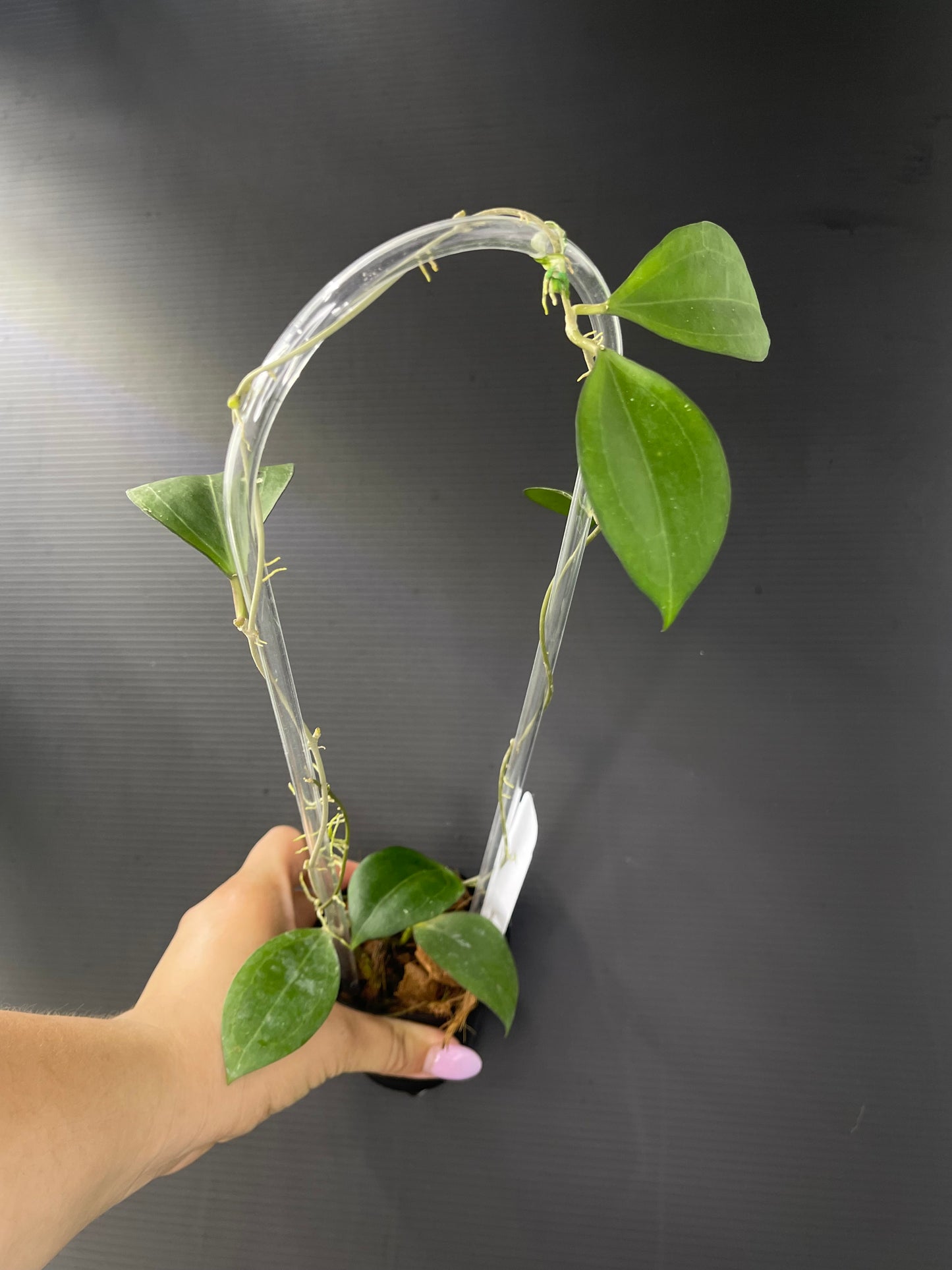 Hoya paulshirleyi (Trellis)