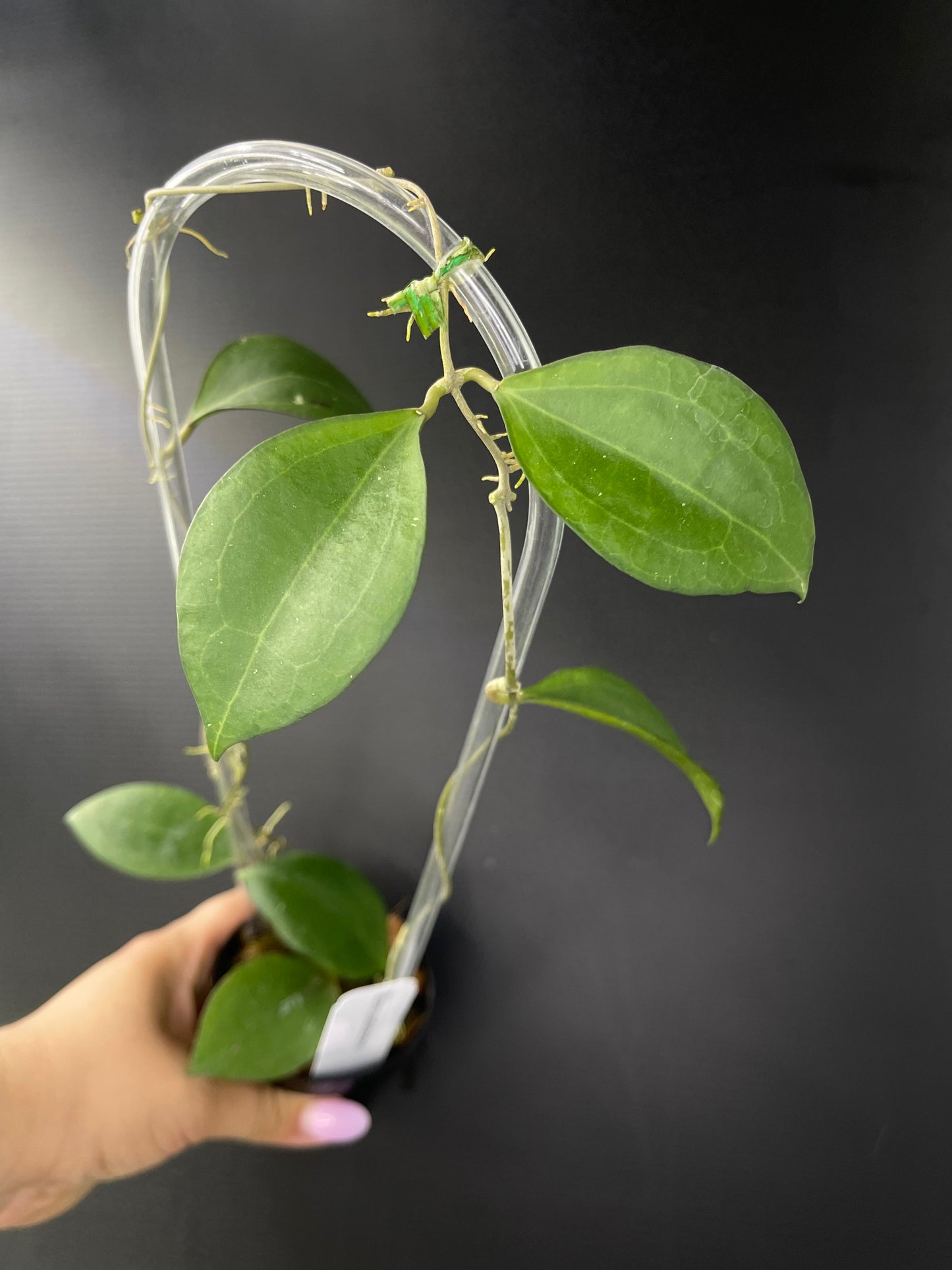 Hoya paulshirleyi (Trellis)