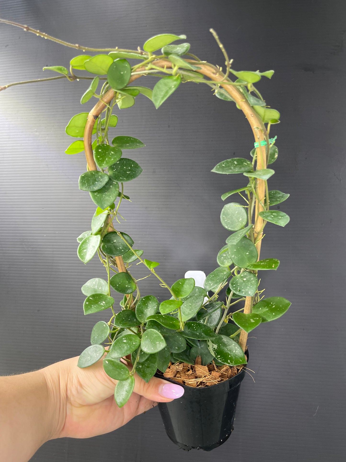 Hoya 'Mathilde' (Trellis)