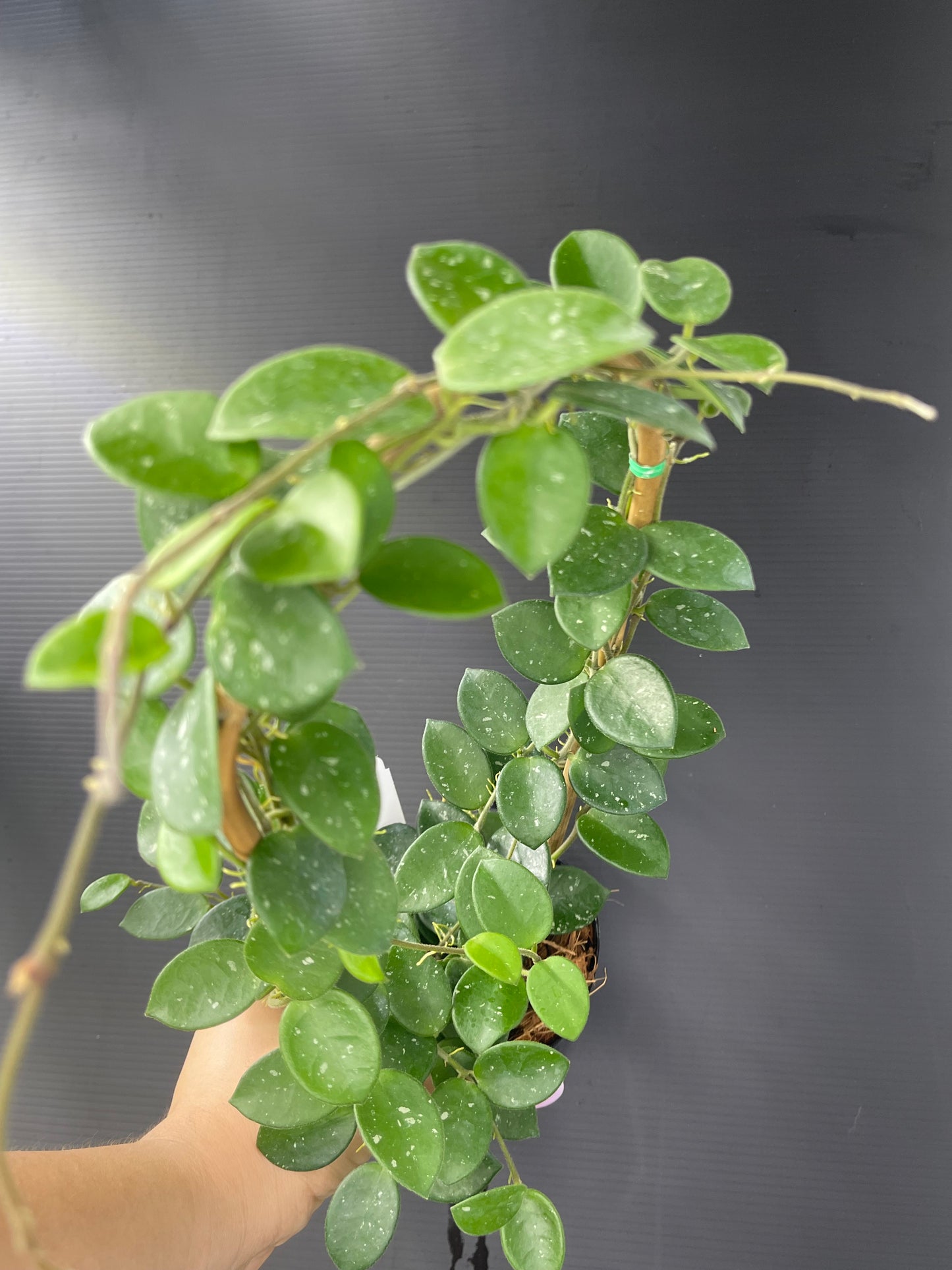 Hoya 'Mathilde' (Trellis)