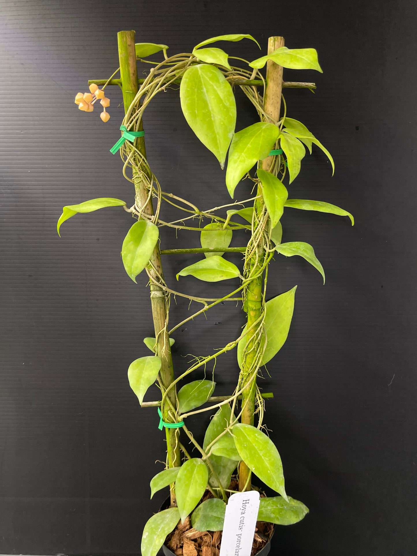 Hoya cutis-porcelana (Trellis)
