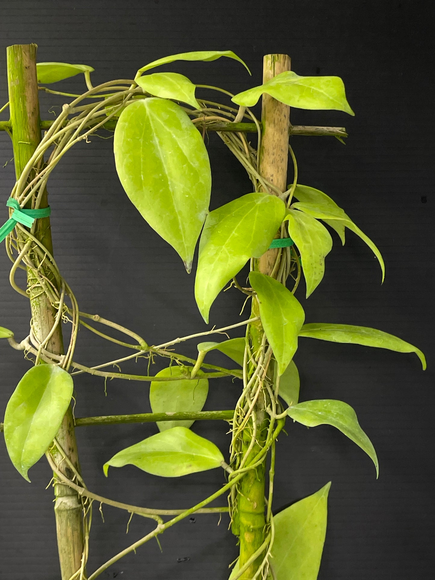 Hoya cutis-porcelana (Trellis)