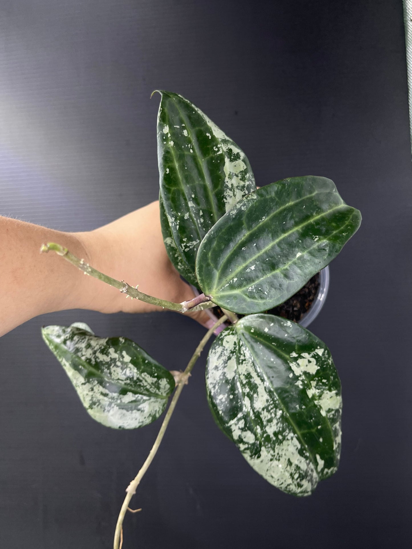 Hoya latifolia ‘Snow Queen Super Silver’