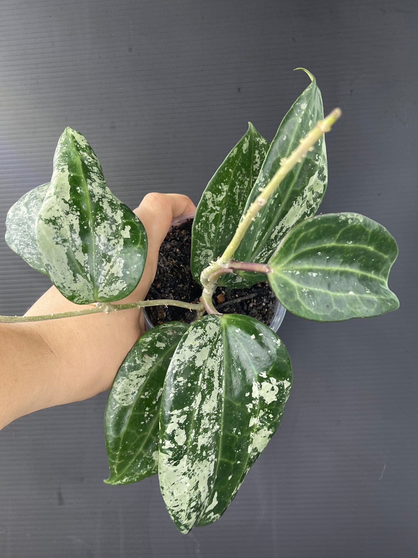 Hoya latifolia ‘Snow Queen Super Silver’