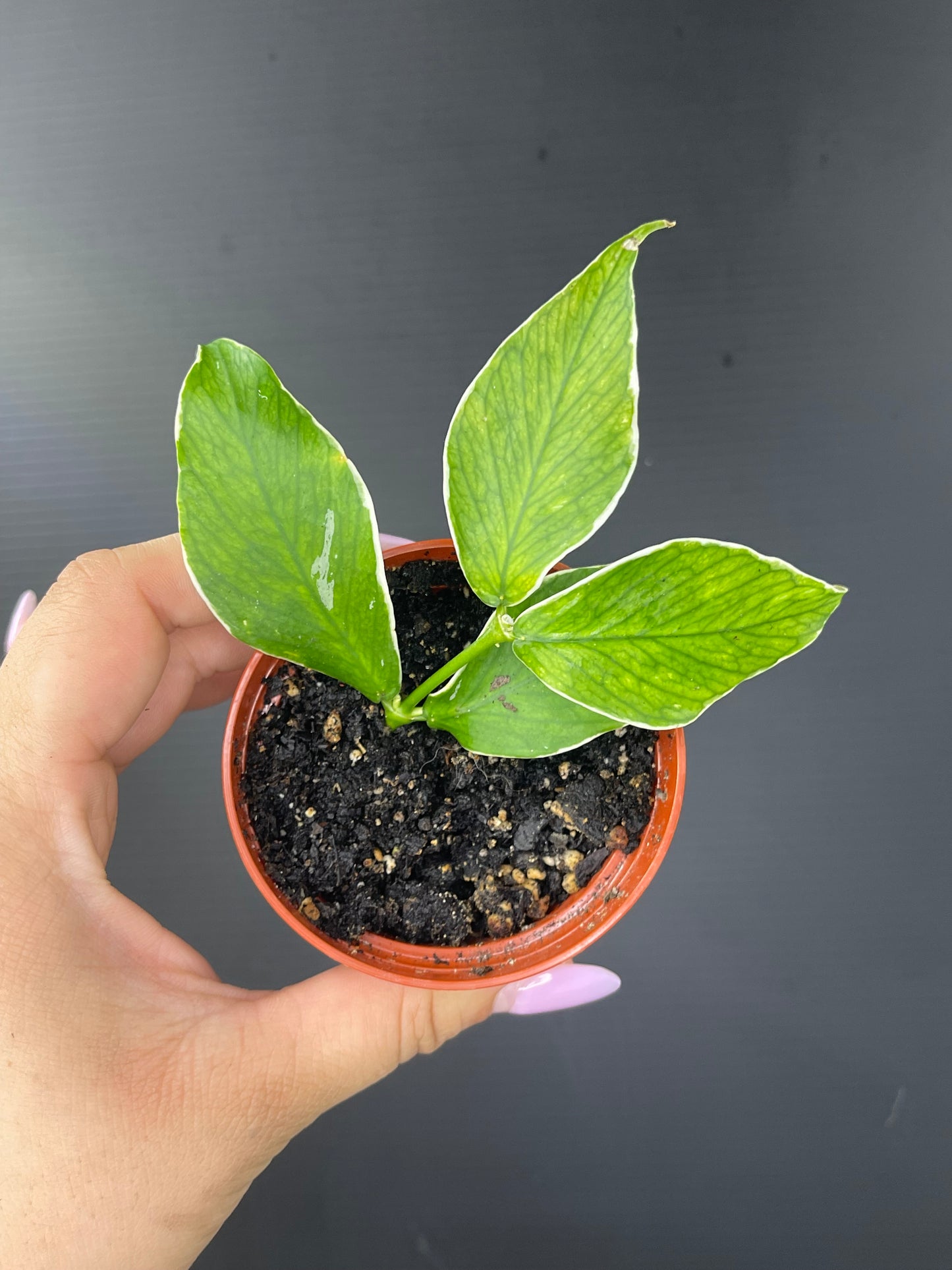 Hoya polyneura (Outer Variegated)