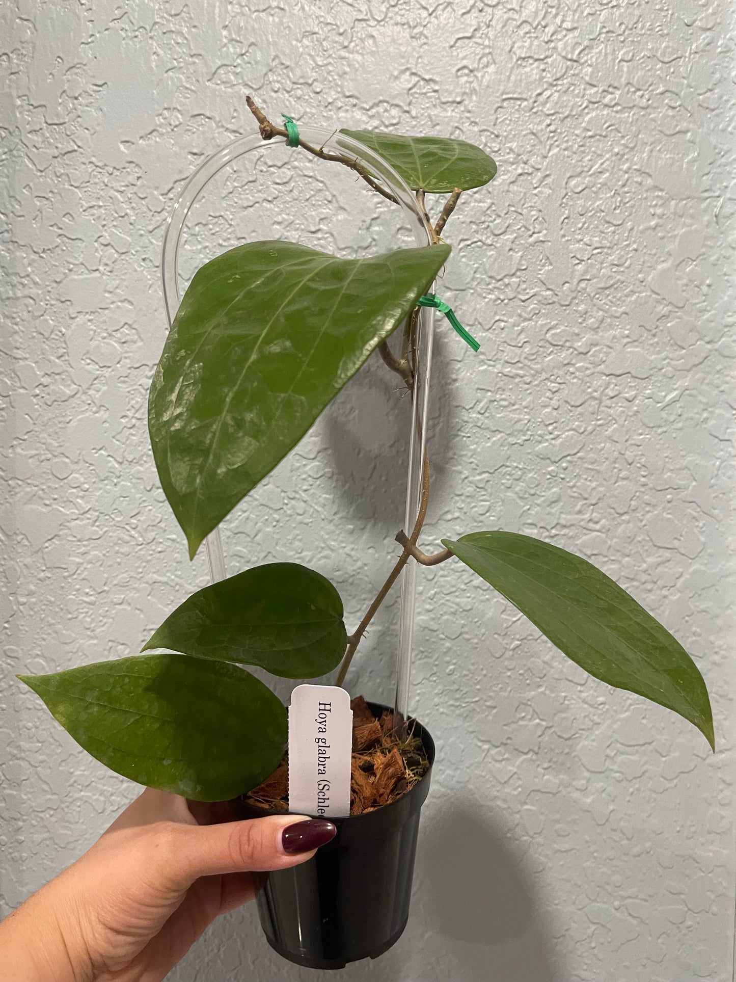 Hoya glabra 'Schlechter'