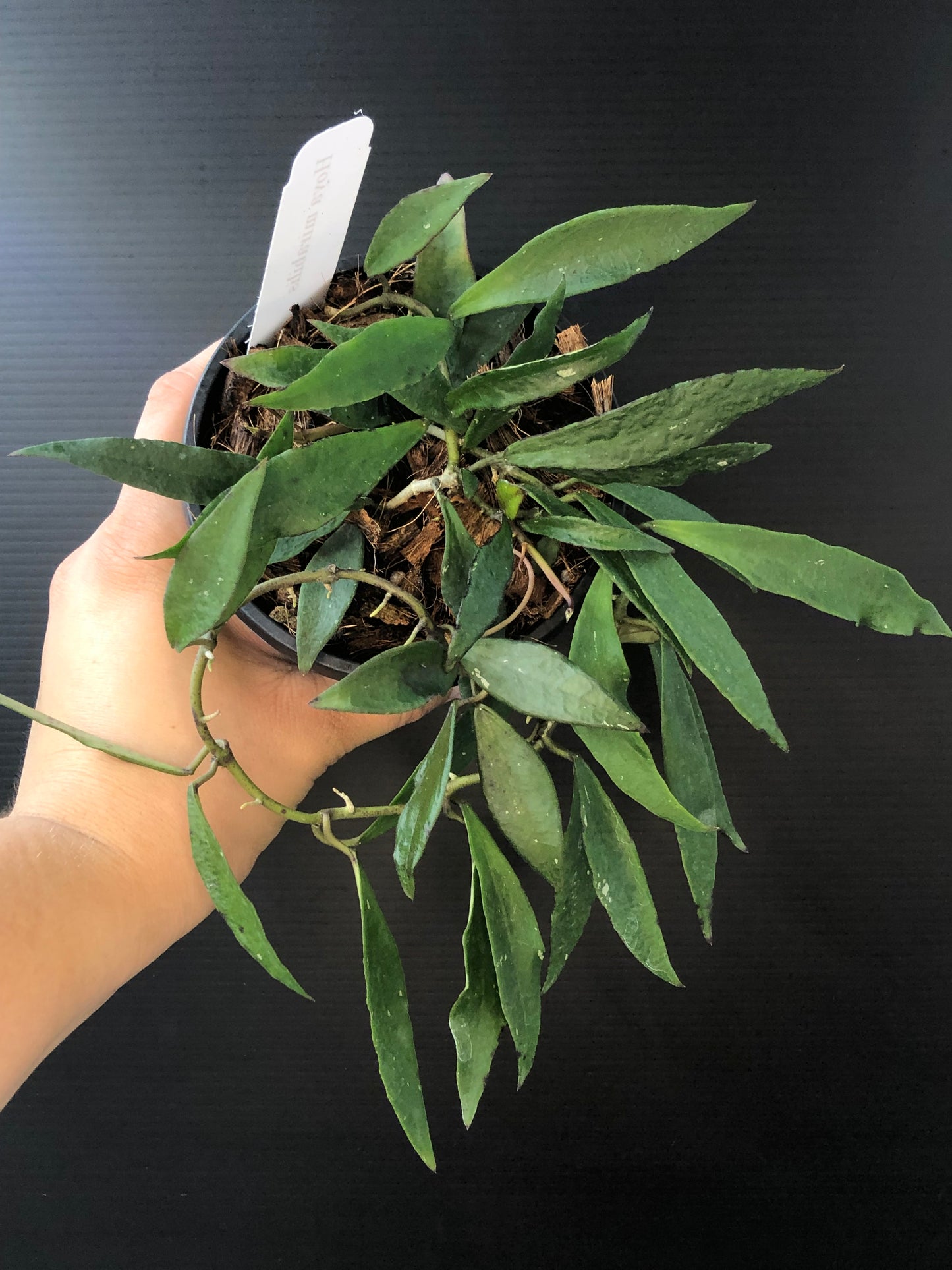 Hoya mirabilis
