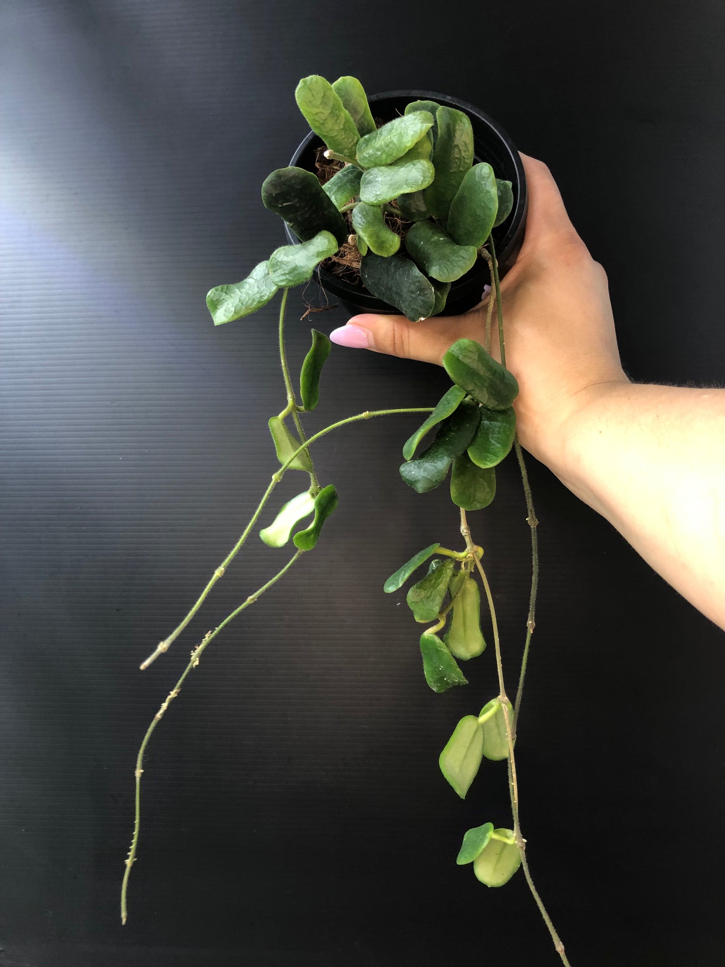 Hoya rotundiflora