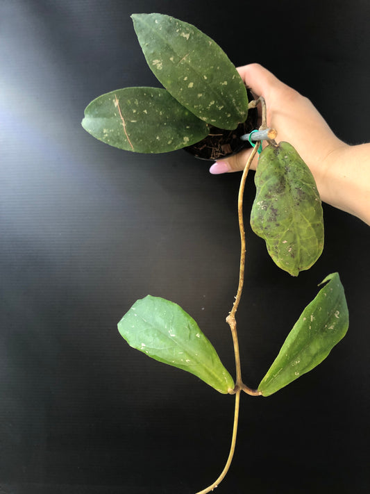 Hoya mitrata