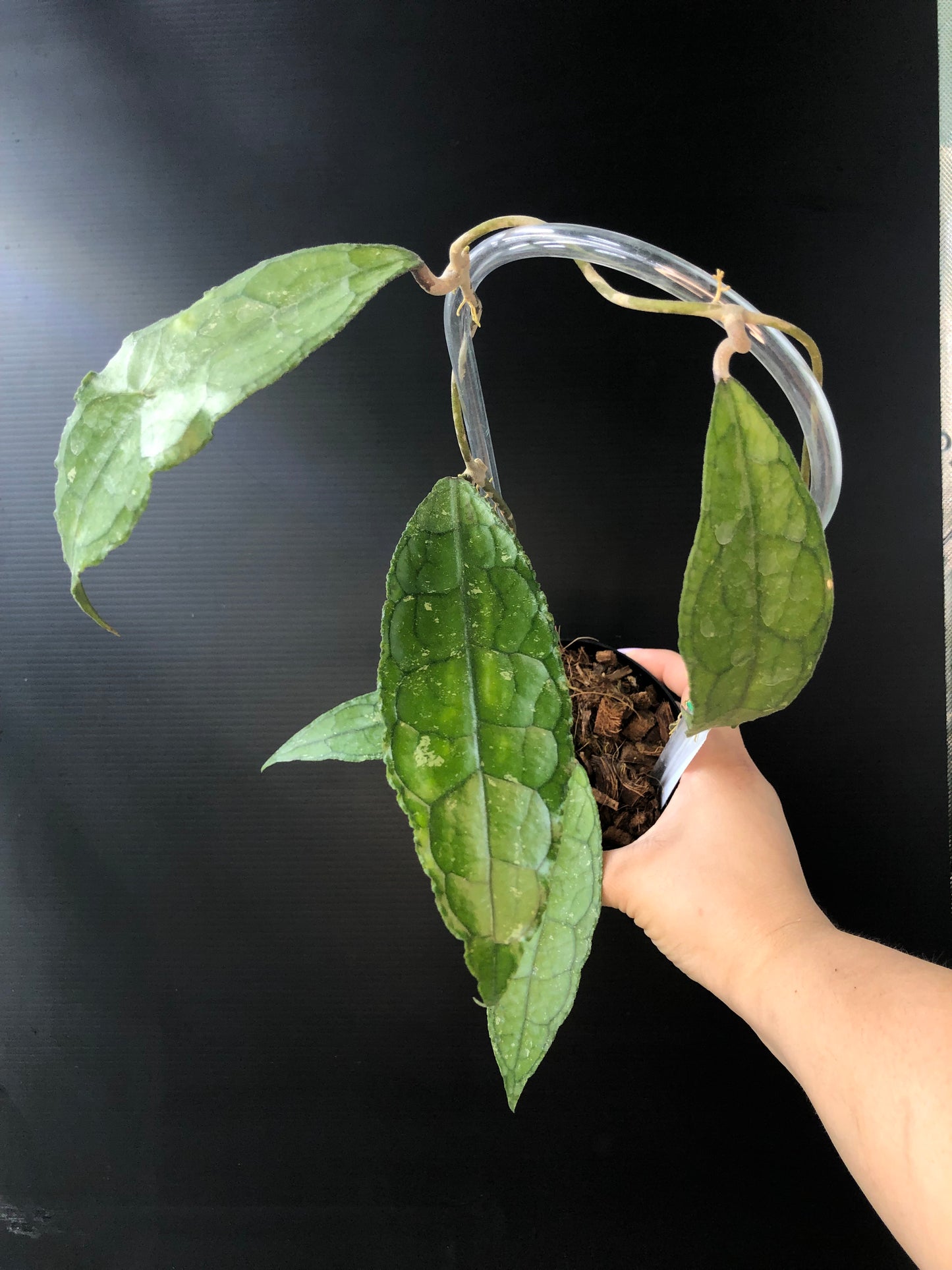 Hoya Clemensorium (Trellis)