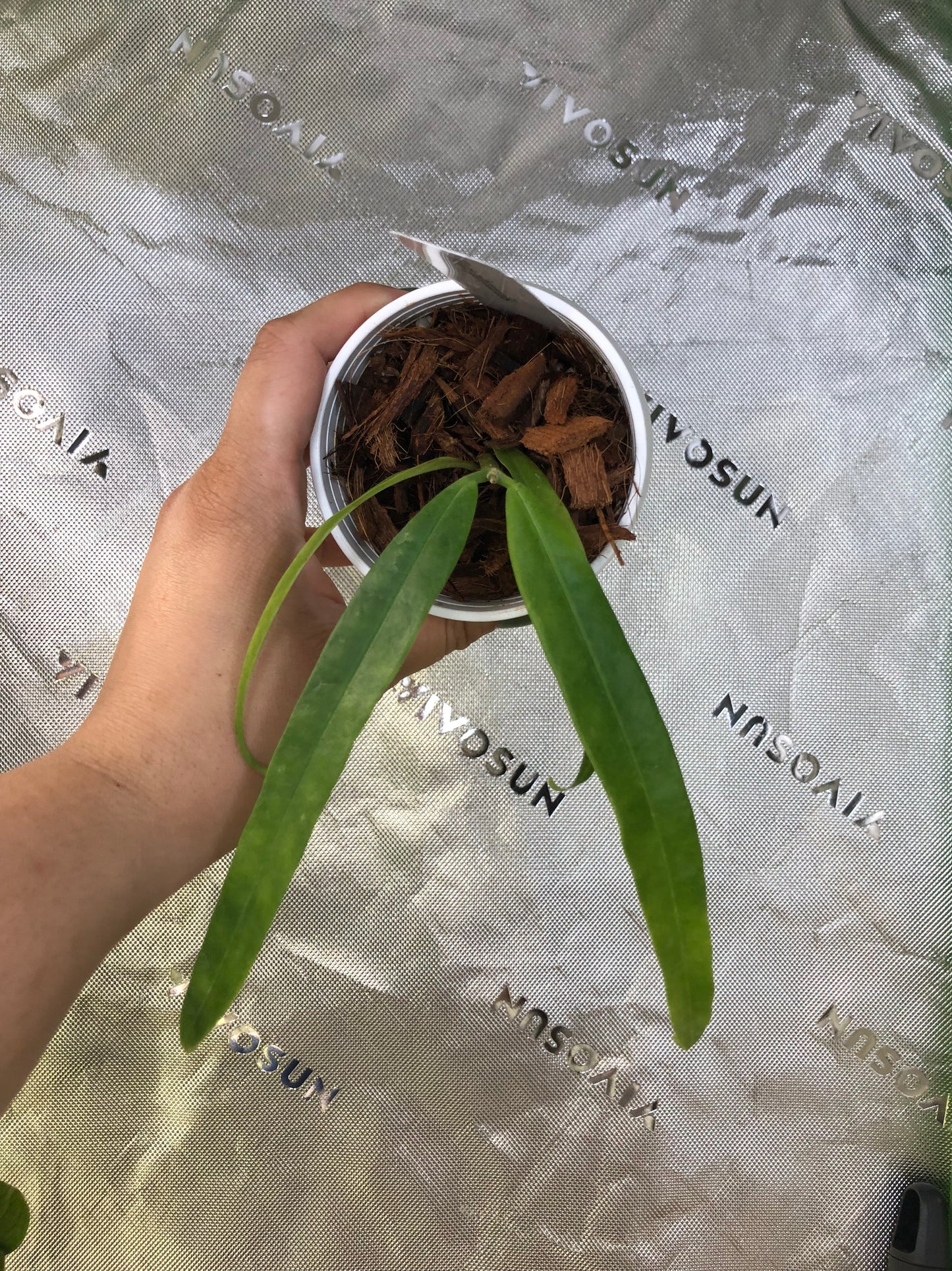 Hoya platycaulis