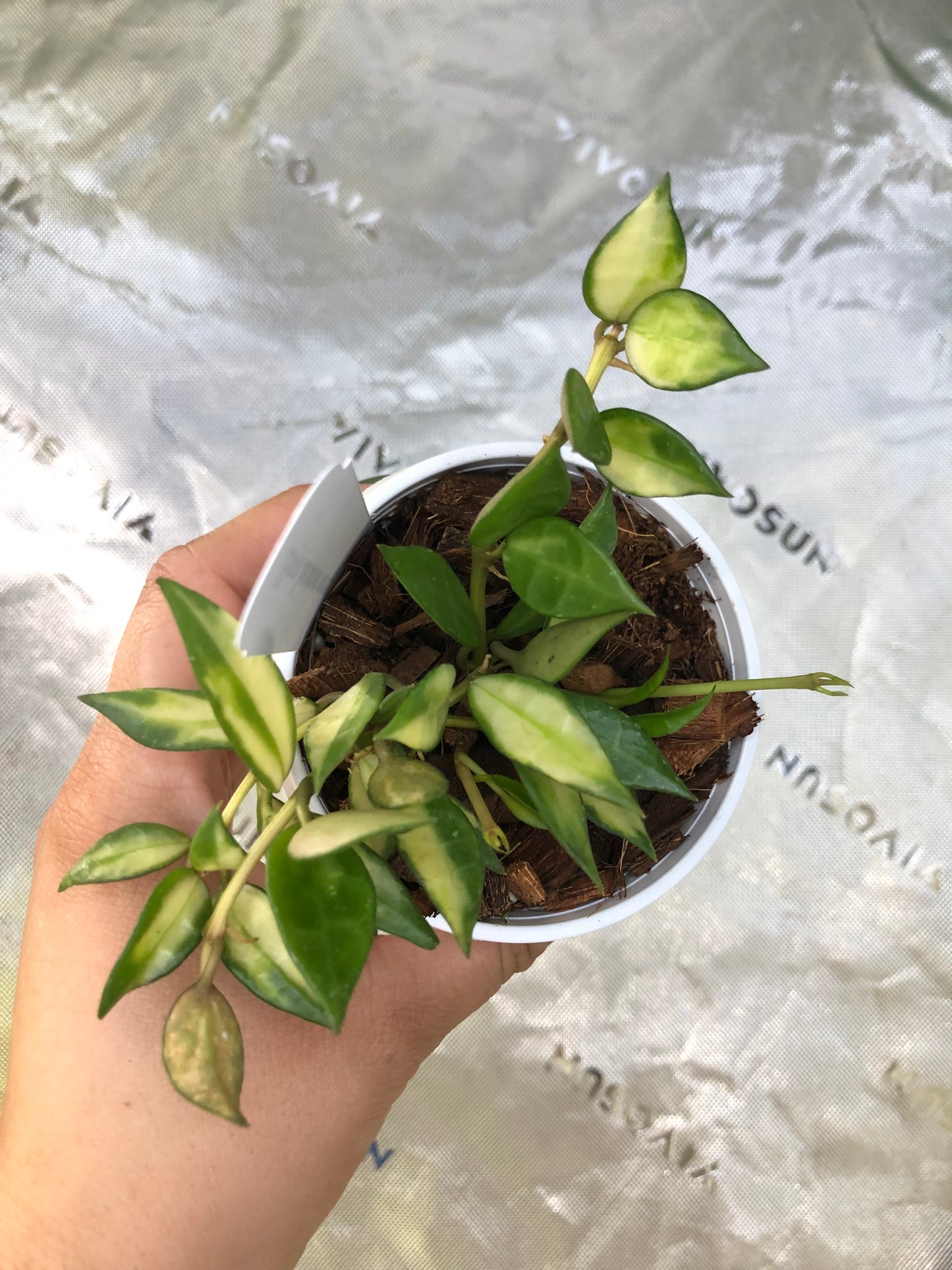 Hoya lacunosa variegated