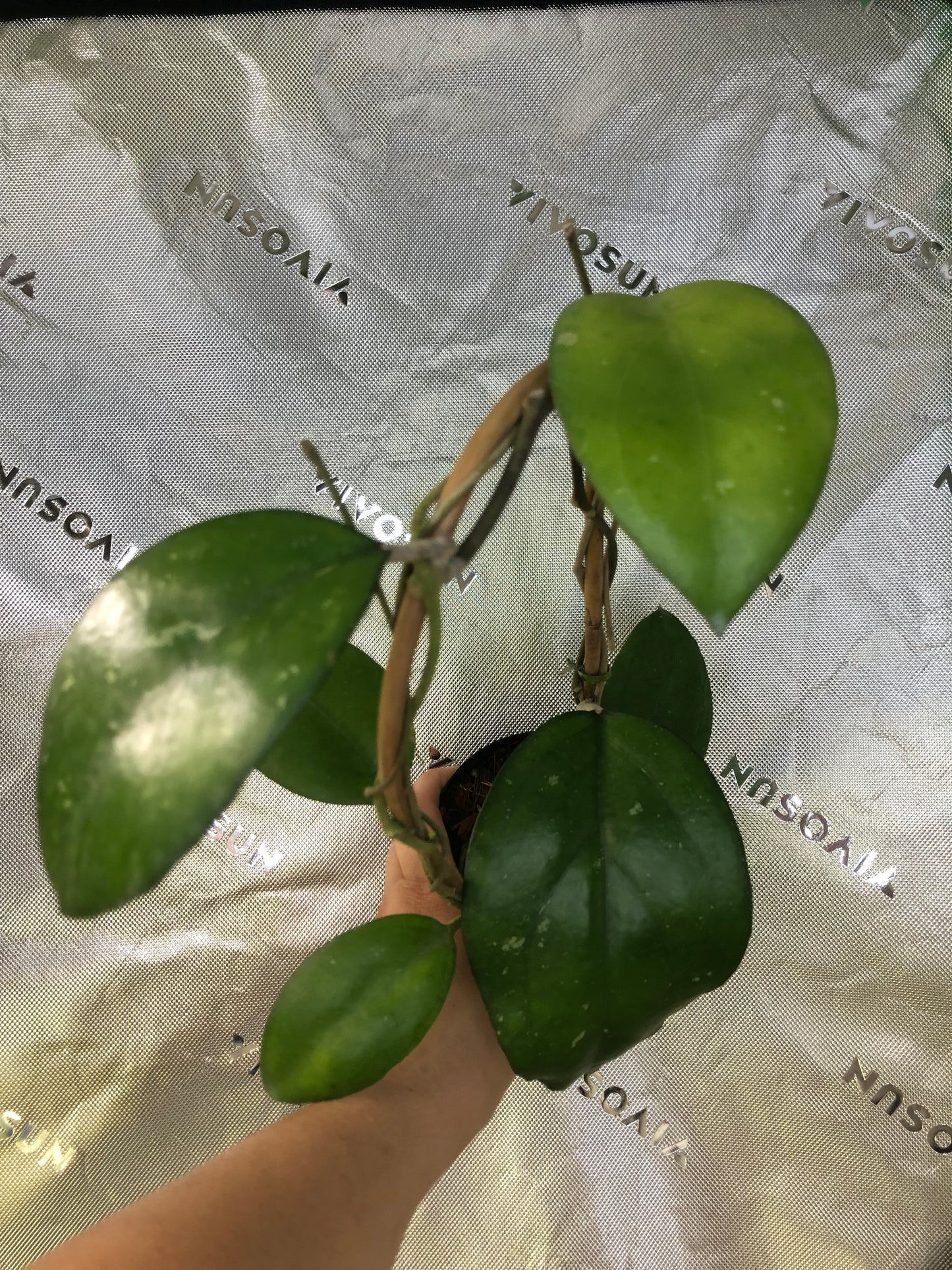 Hoya 'Noelle'