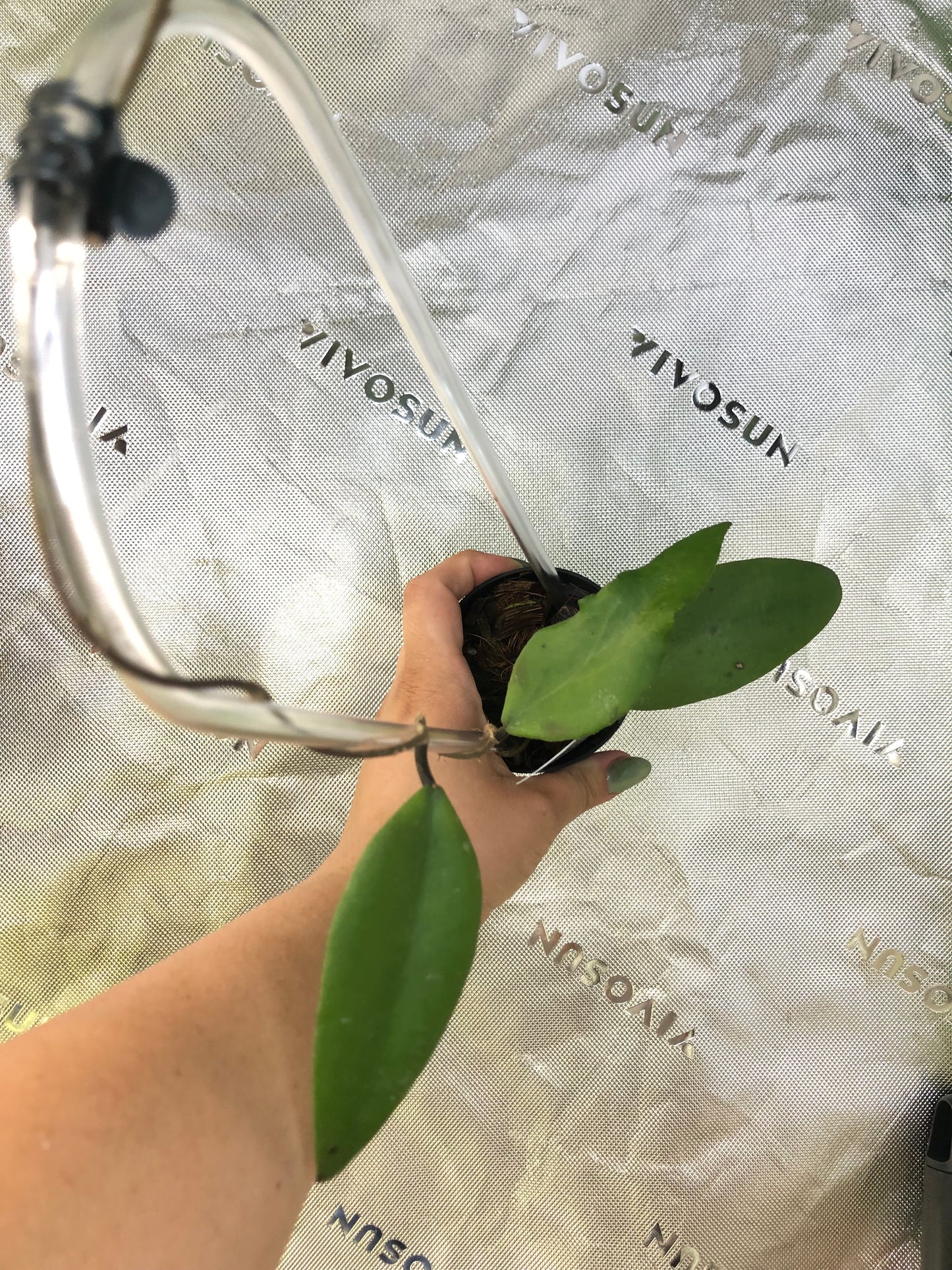 Hoya towutiensis