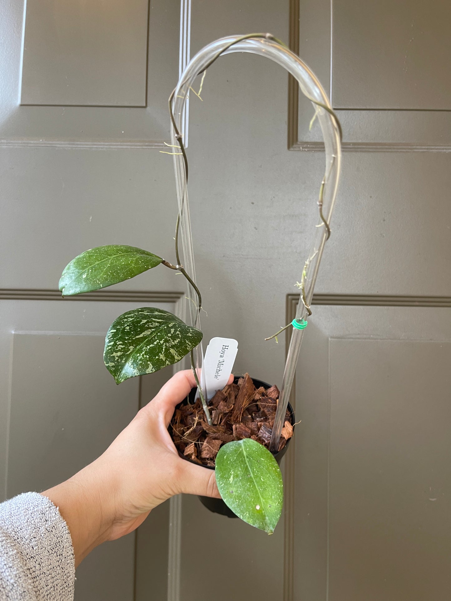 Hoya 'Michele' (Trellis)