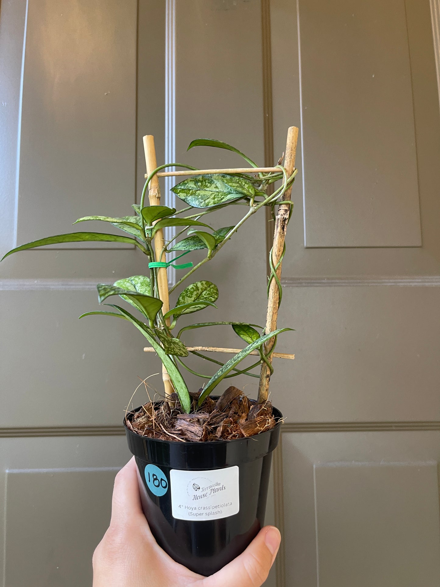 Hoya Crassipetiolata ‘Super Splash’ (Trellis)