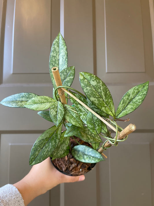 Hoya Crassipetiolata ‘Super Splash’ (Trellis)
