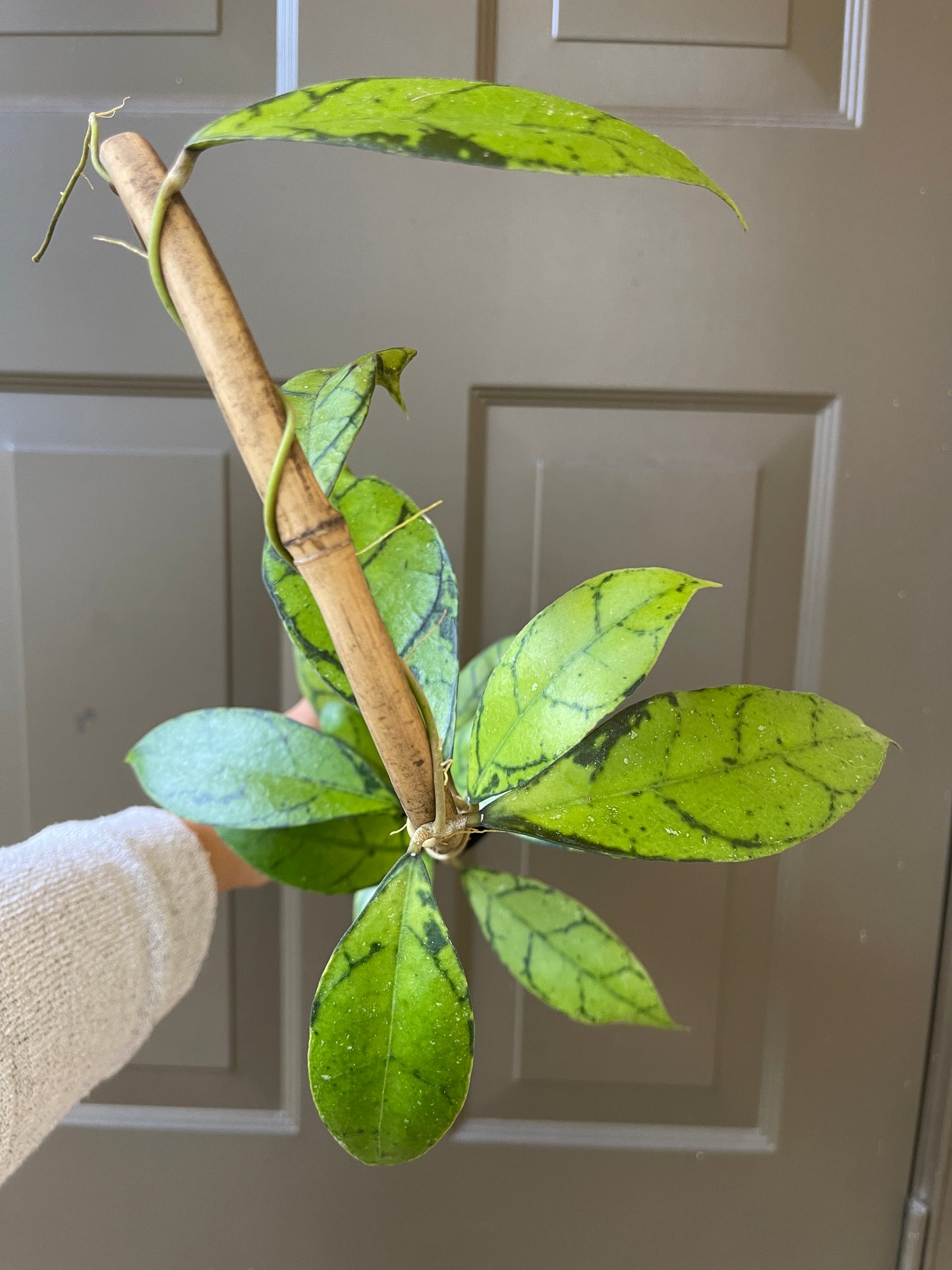 Hoya Callistophylla (Trellis)
