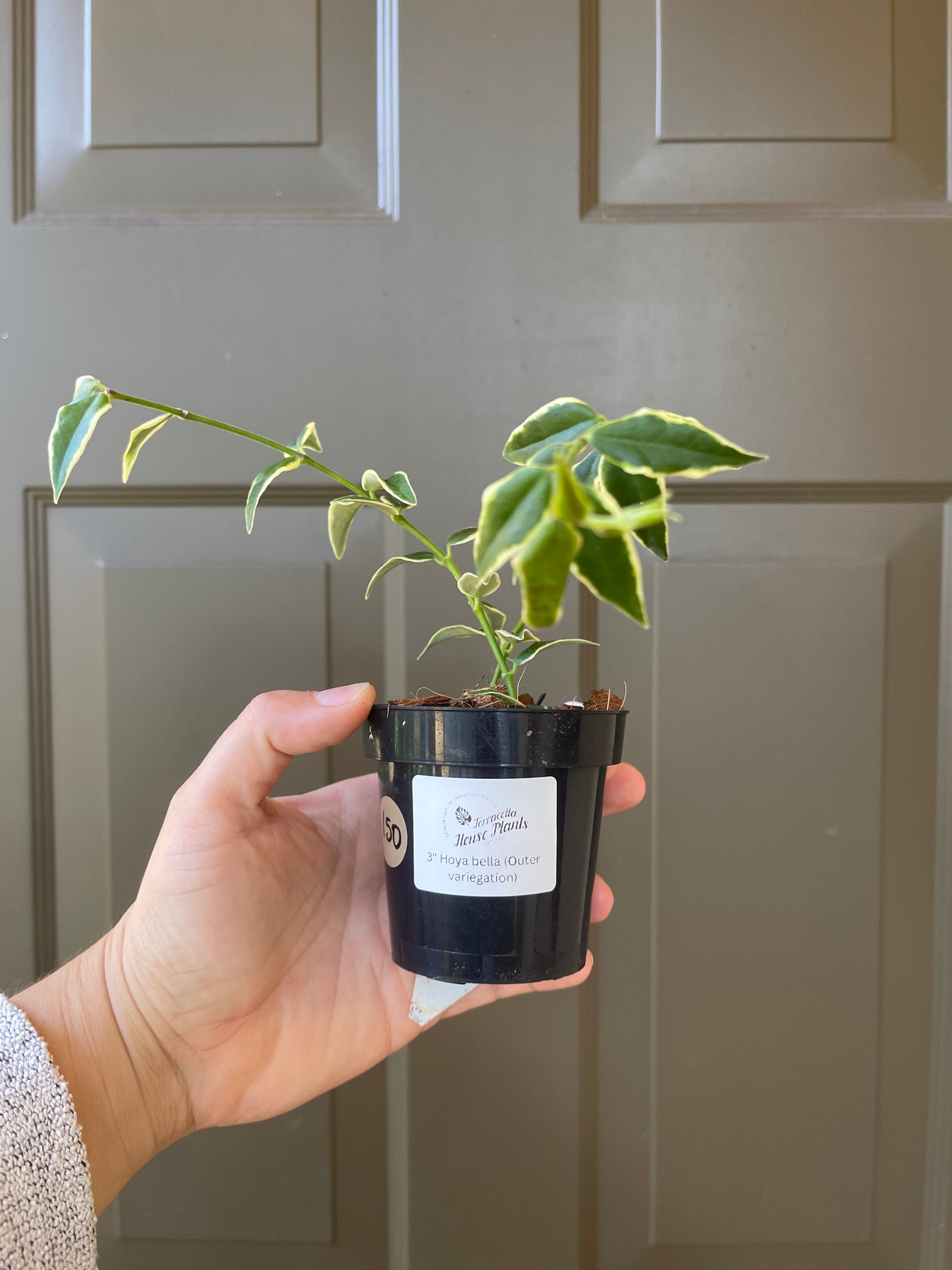 Hoya Bella (Outer Variegation)