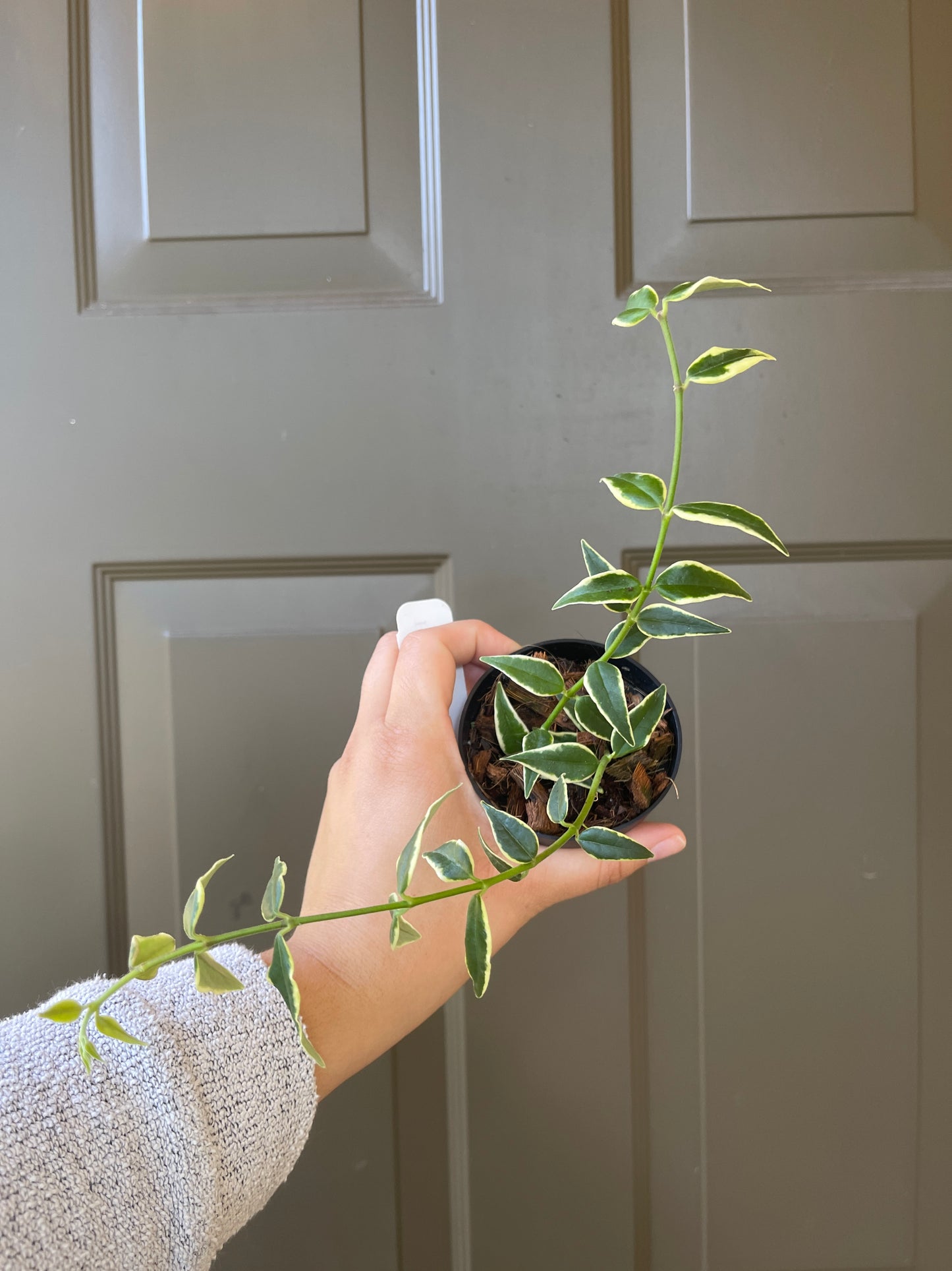 Hoya Bella (Outer Variegation)