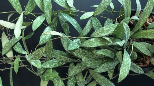 Hoya Shipping Care: What to Do When Your Hoya Plant Arrives