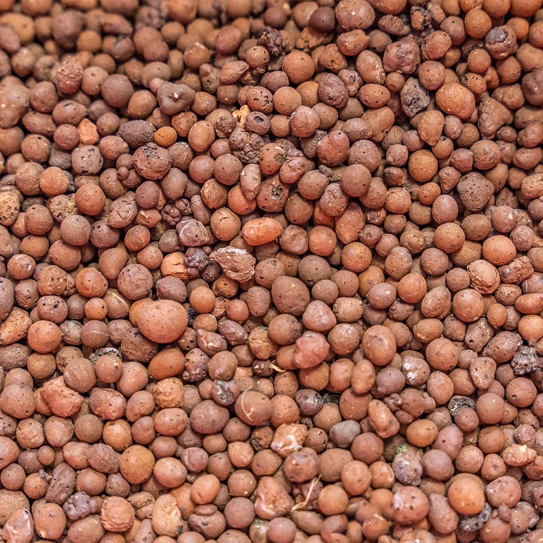 Growing and Propagating Plants in LECA: The Ultimate Guide for Beginners