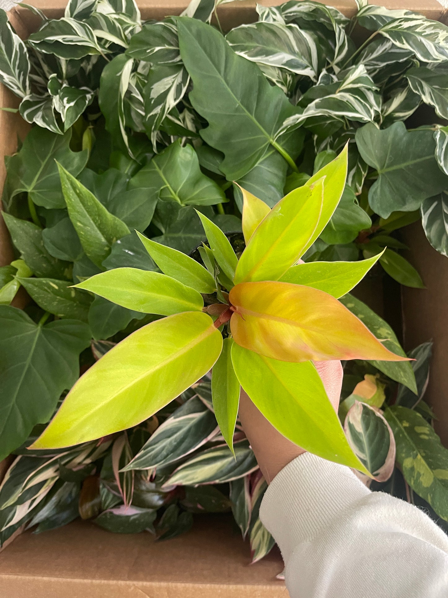 4" Philodendron 'Prince of Orange'