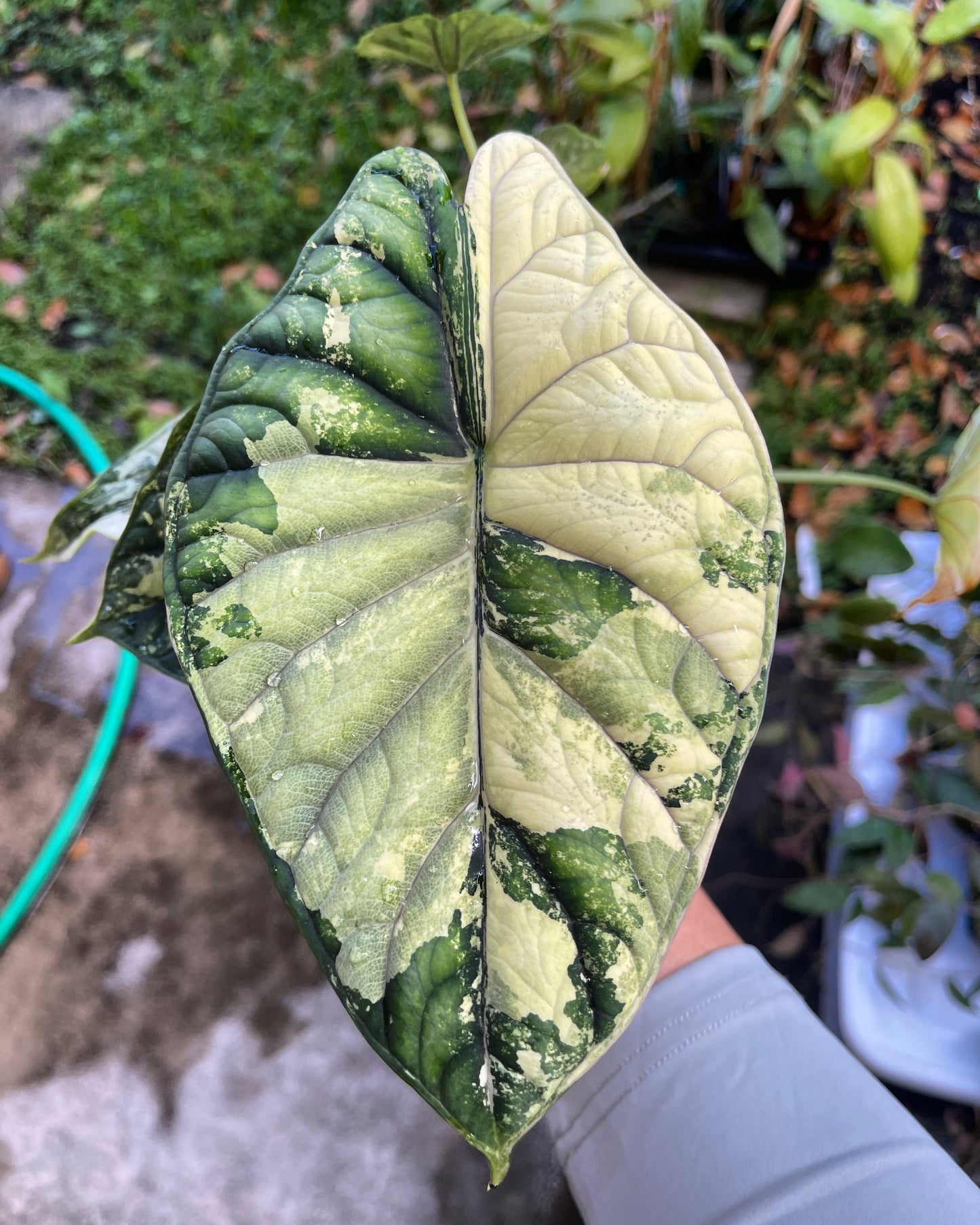 4" Alocasia Baginda 'Dragon Scale' Variegated – A Rare Gem of Nature’s Artistry