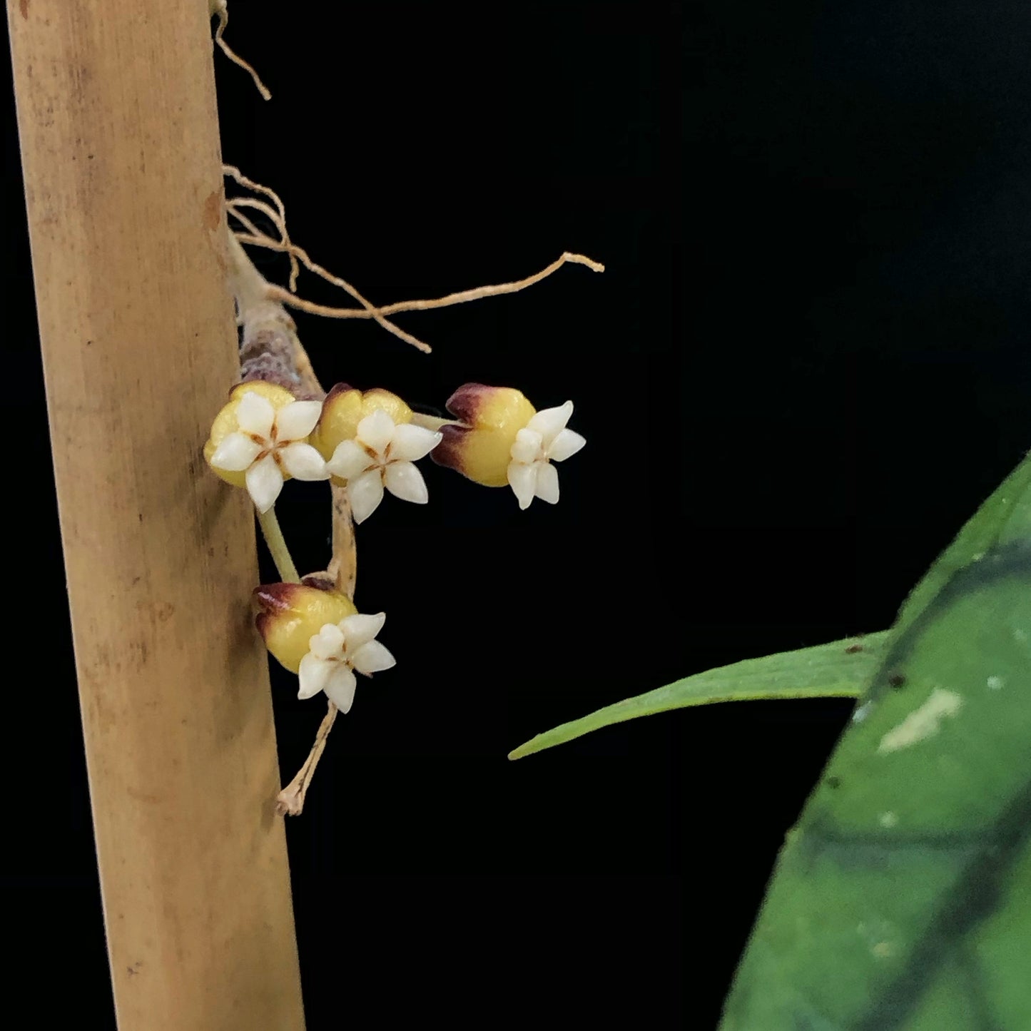 Hoya Callistophylla (Trellis)