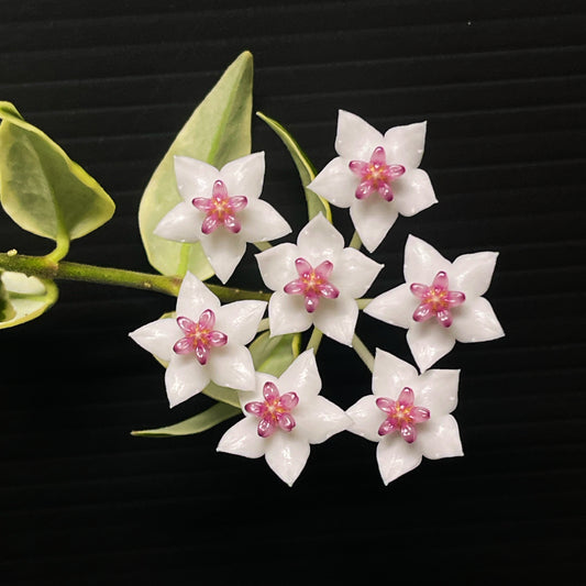 Hoya Bella (Outer Variegation)