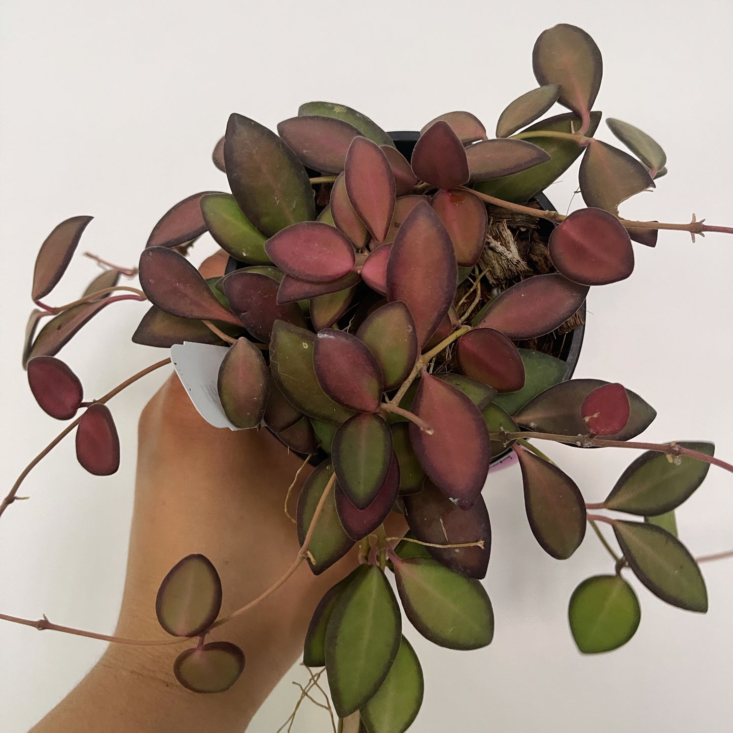 Hoya sp. aff. Burtoniae (Sun stressed)