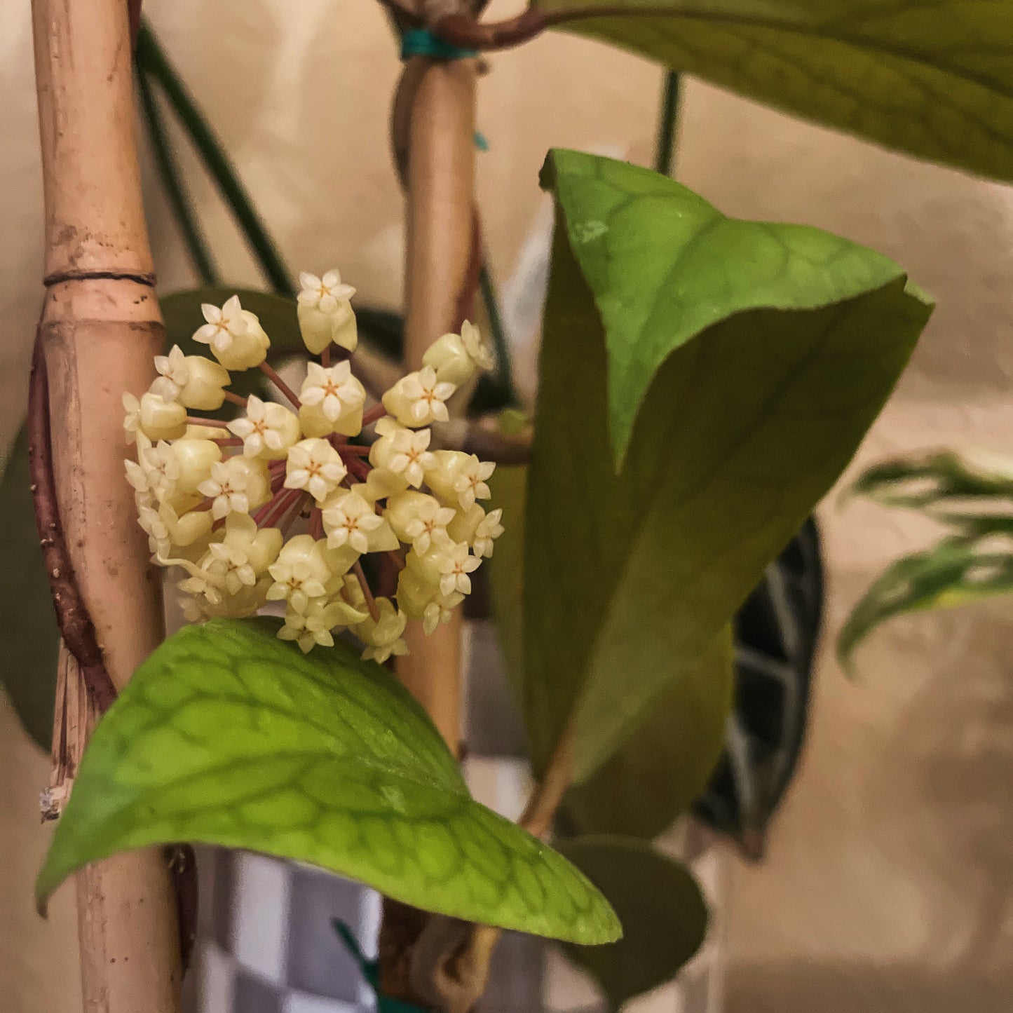 4" Hoya Vitellinoides (Trellis) – A Unique Climber with Golden Charm