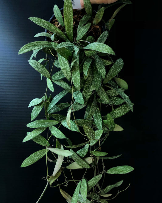 Hoya sigillatis