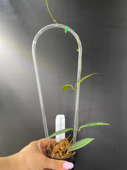 Hoya pulchra