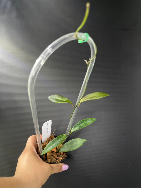 Hoya pulchra