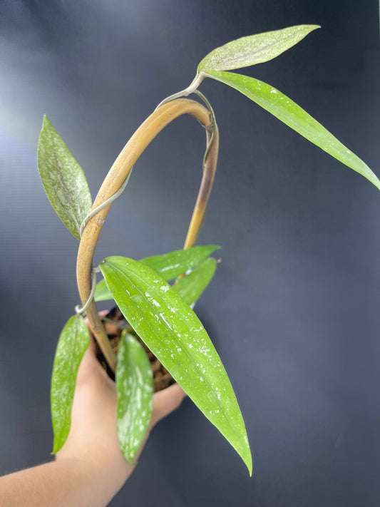Hoya sp. rindu rafflesia (Trellis)