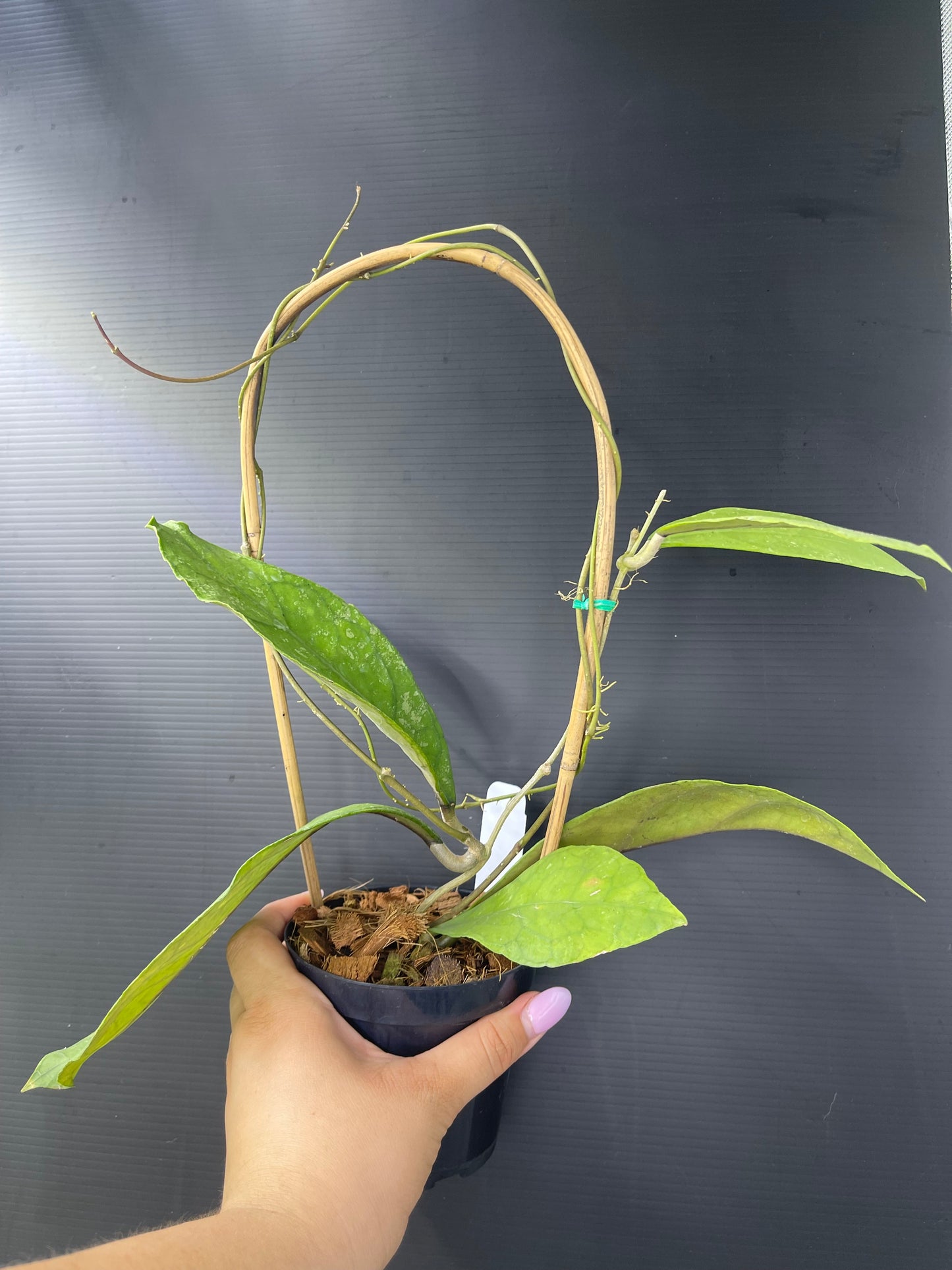 Hoya peninsularis (H. perak teddy bear) (Trellis)