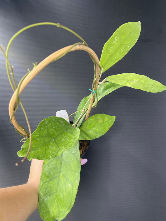 Hoya peninsularis (H. perak teddy bear) (Trellis)