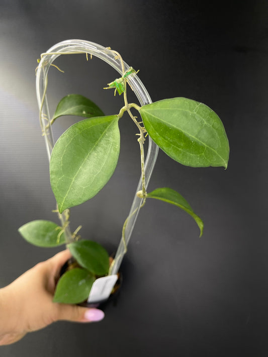Hoya paulshirleyi (Trellis)