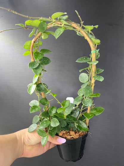Hoya 'Mathilde' (Trellis)