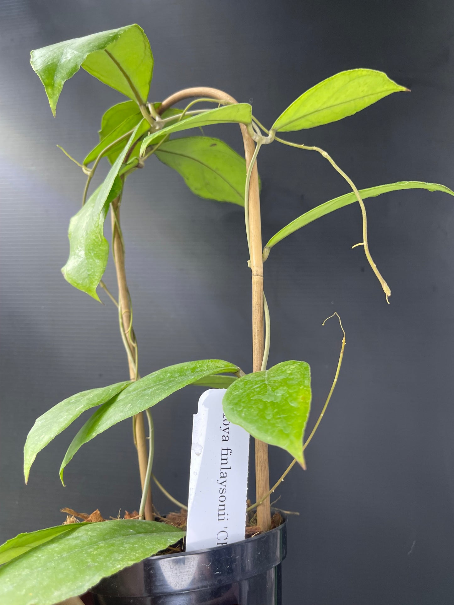 Hoya finlaysonii 'Chicken Farm' (Trellis)