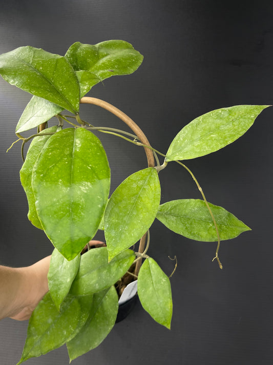 Hoya finlaysonii 'Chicken Farm' (Trellis)