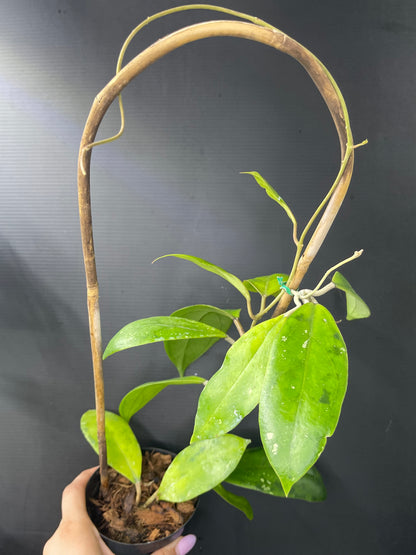 Hoya juannguoiana (Trellis)