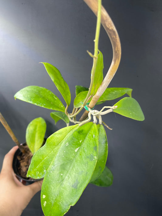Hoya juannguoiana (Trellis)