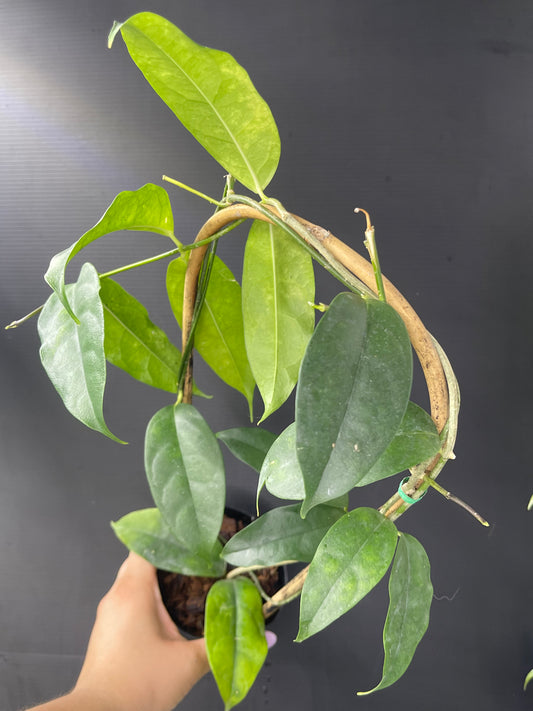 Hoya campanulata (Trellis)