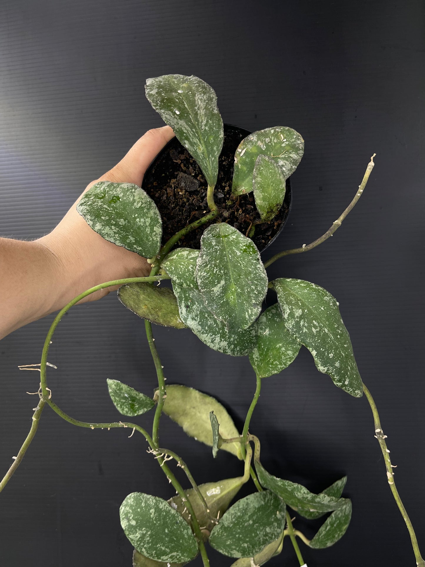 Hoya waymaniae splash