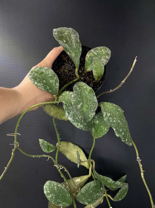 Hoya waymaniae splash